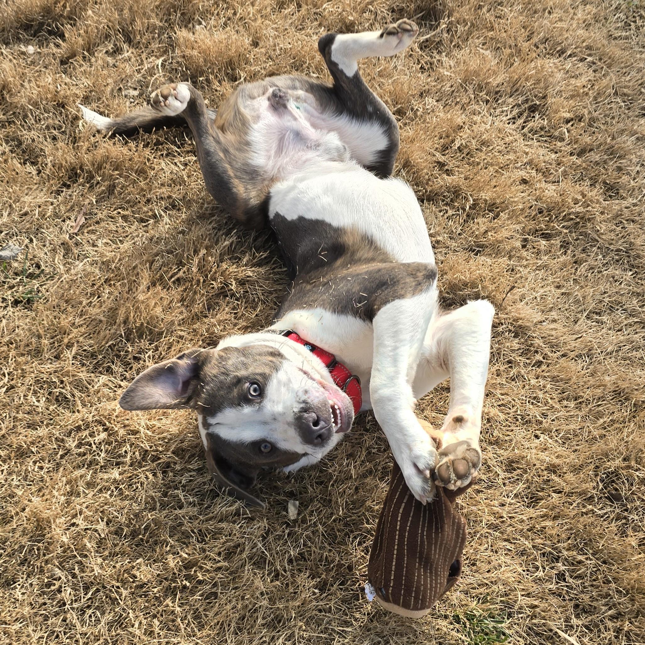 Enlarge Yoshi, a ADOPTABLE mixed breed in Nashville, TN image 2/6