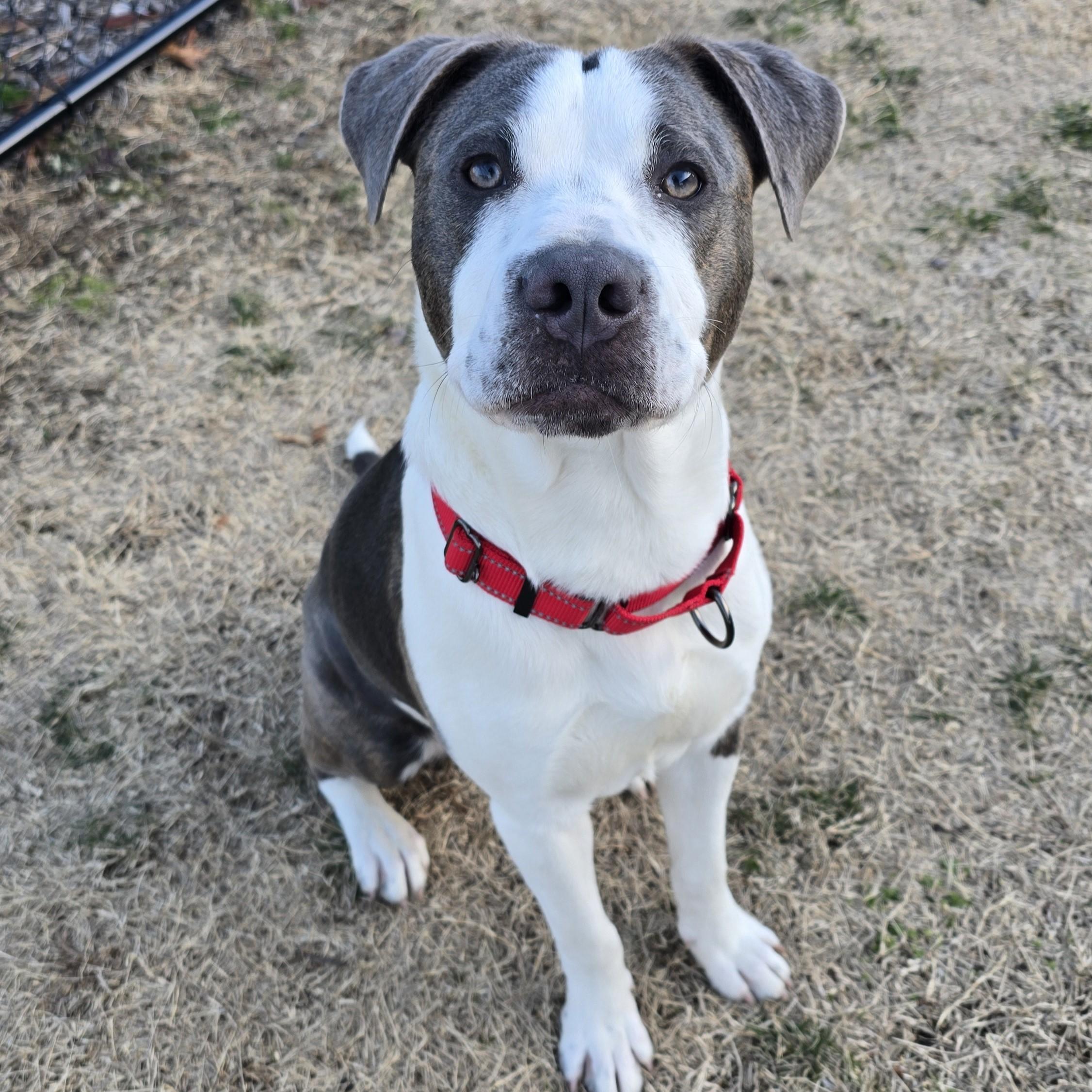 Enlarge Yoshi, a ADOPTABLE mixed breed in Nashville, TN image 4/6
