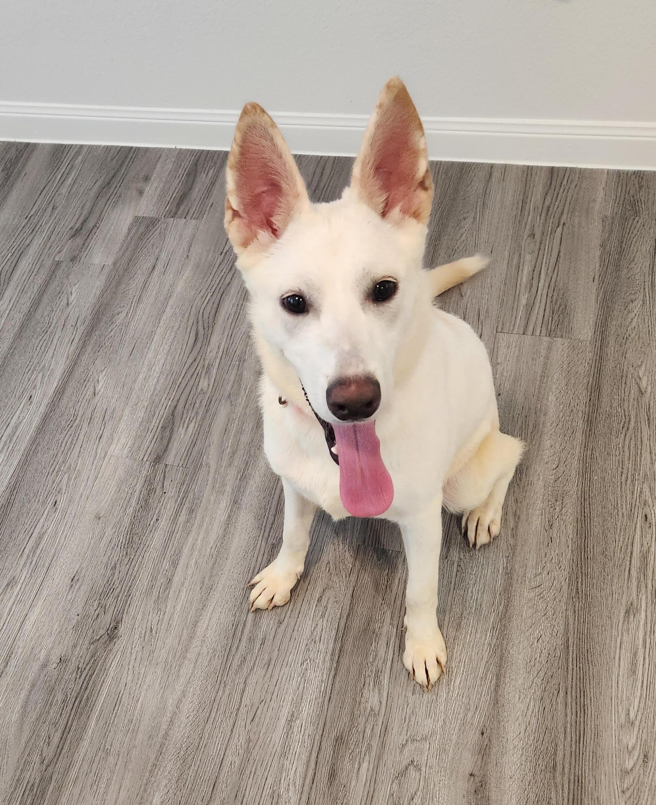 Luna, Adoptable, Puppy Female German Shepherd Dog.