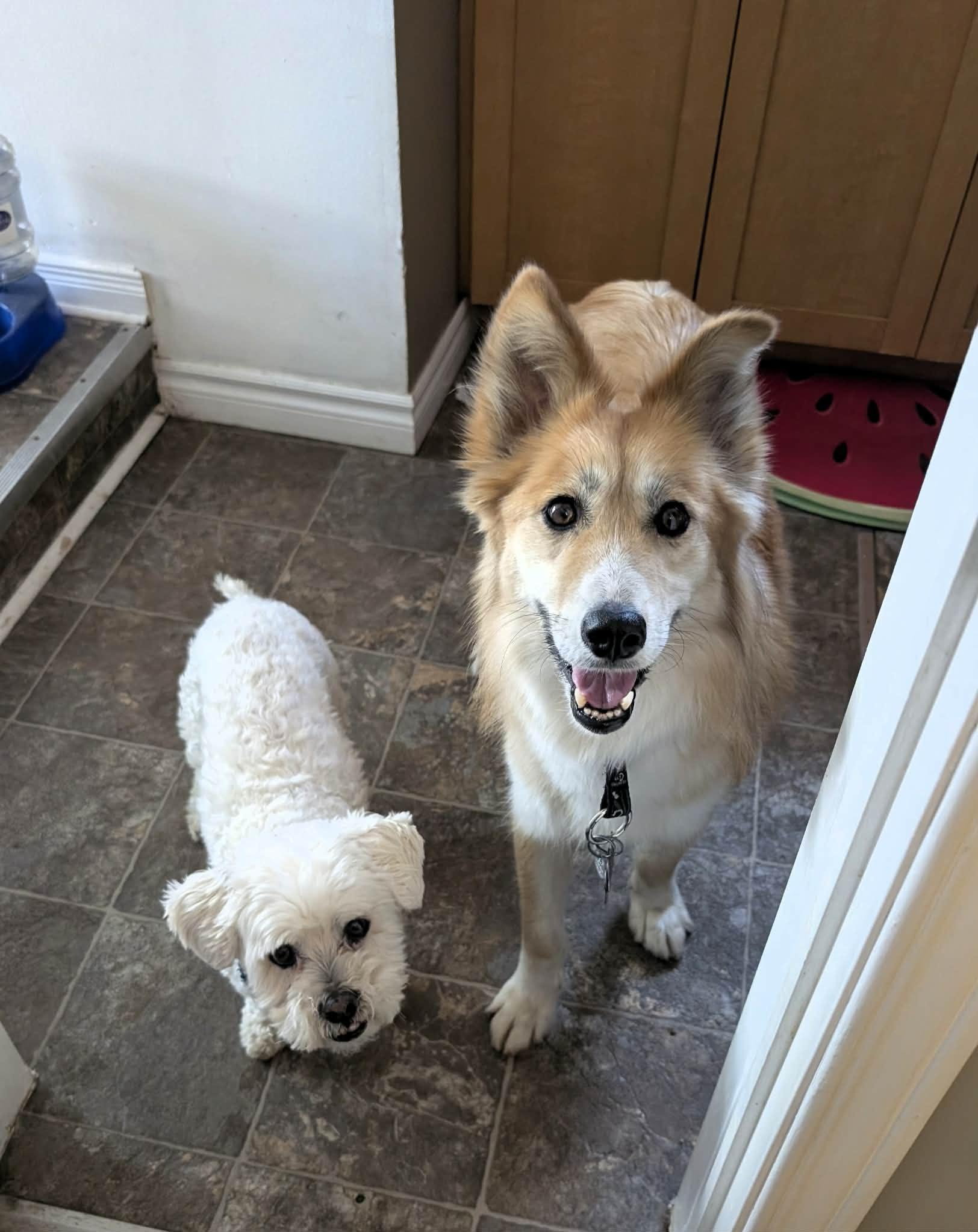 Foxy, a Adoptable mixed breed in Appin, ON image 6/6