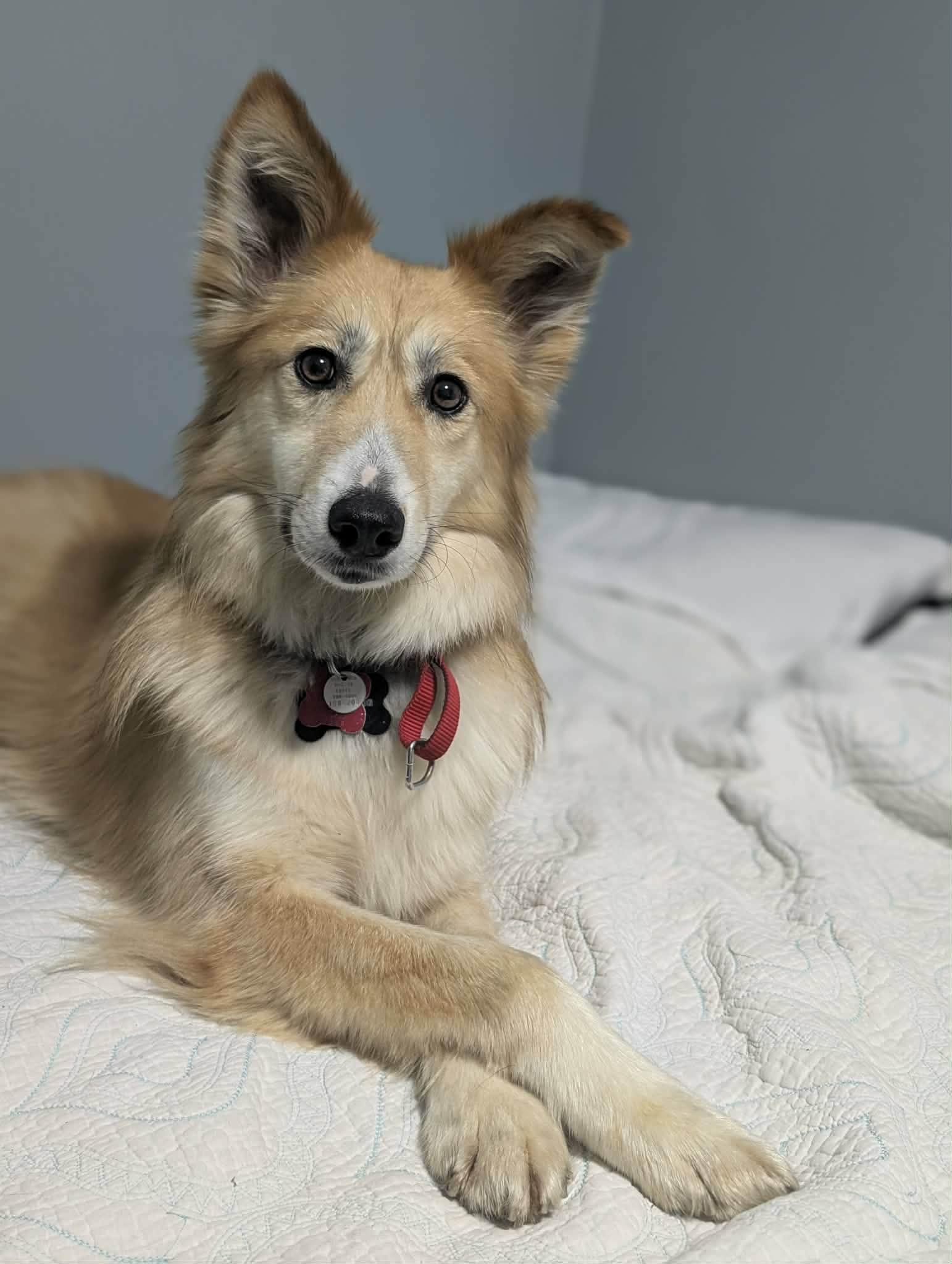 Enlarge Foxy, a Adoptable mixed breed in Appin, ON image 1/6