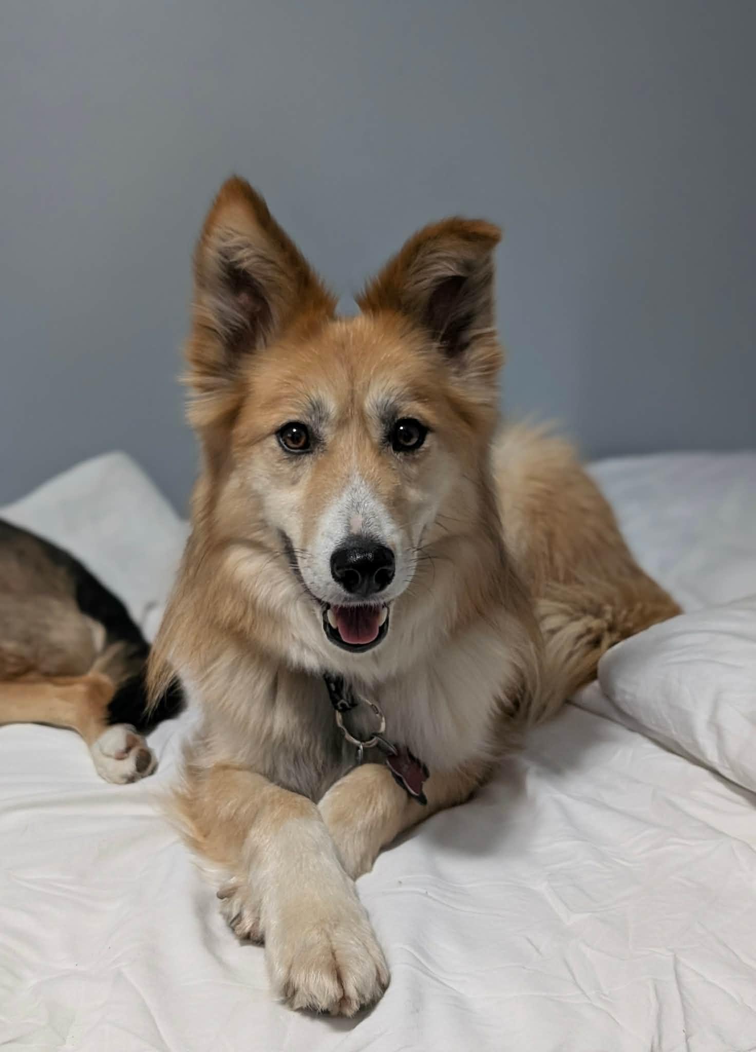 Foxy, a Adoptable mixed breed in Appin, ON image 5/6