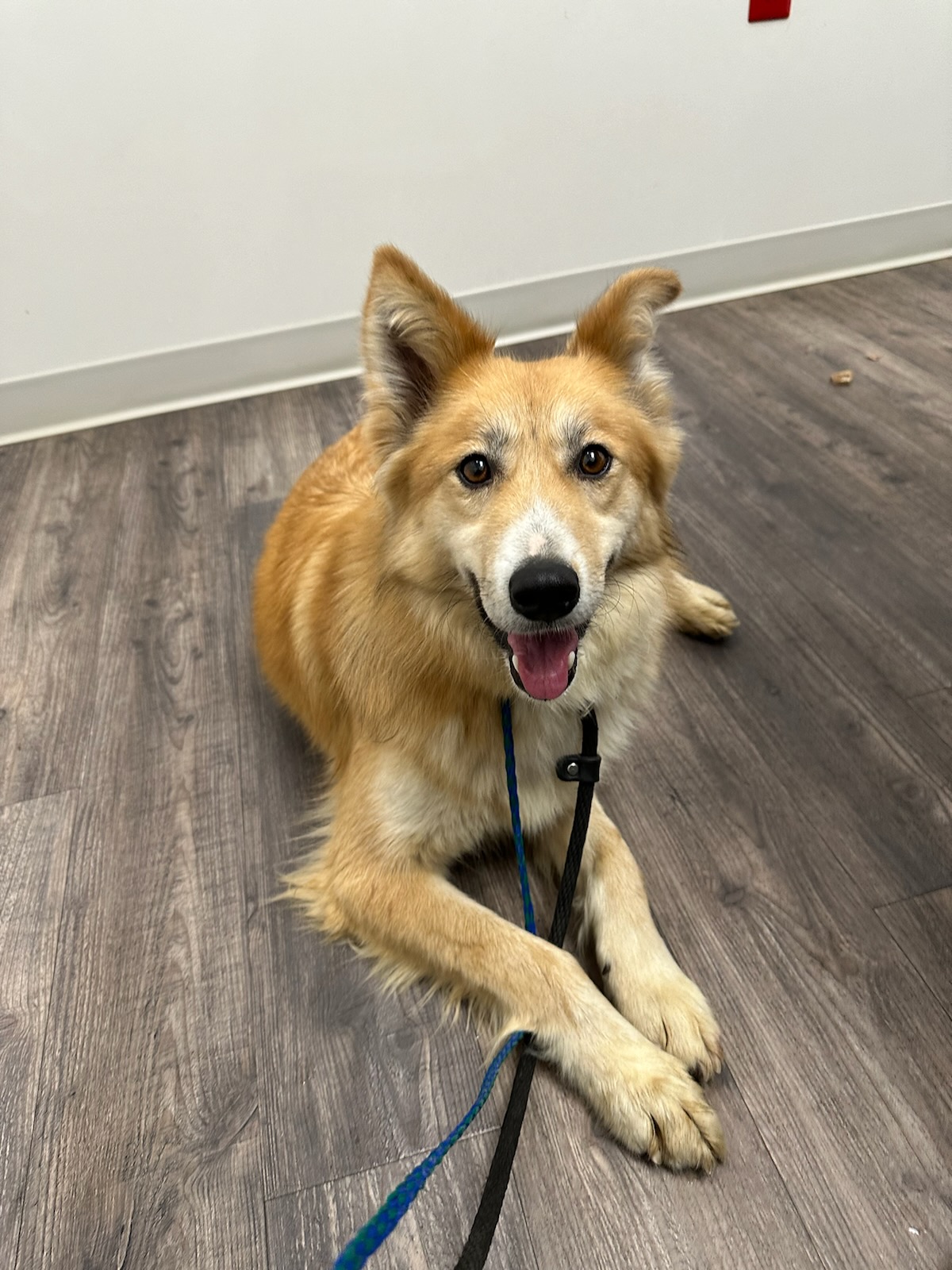 Enlarge Foxy, a Adoptable mixed breed in Appin, ON image 1/6