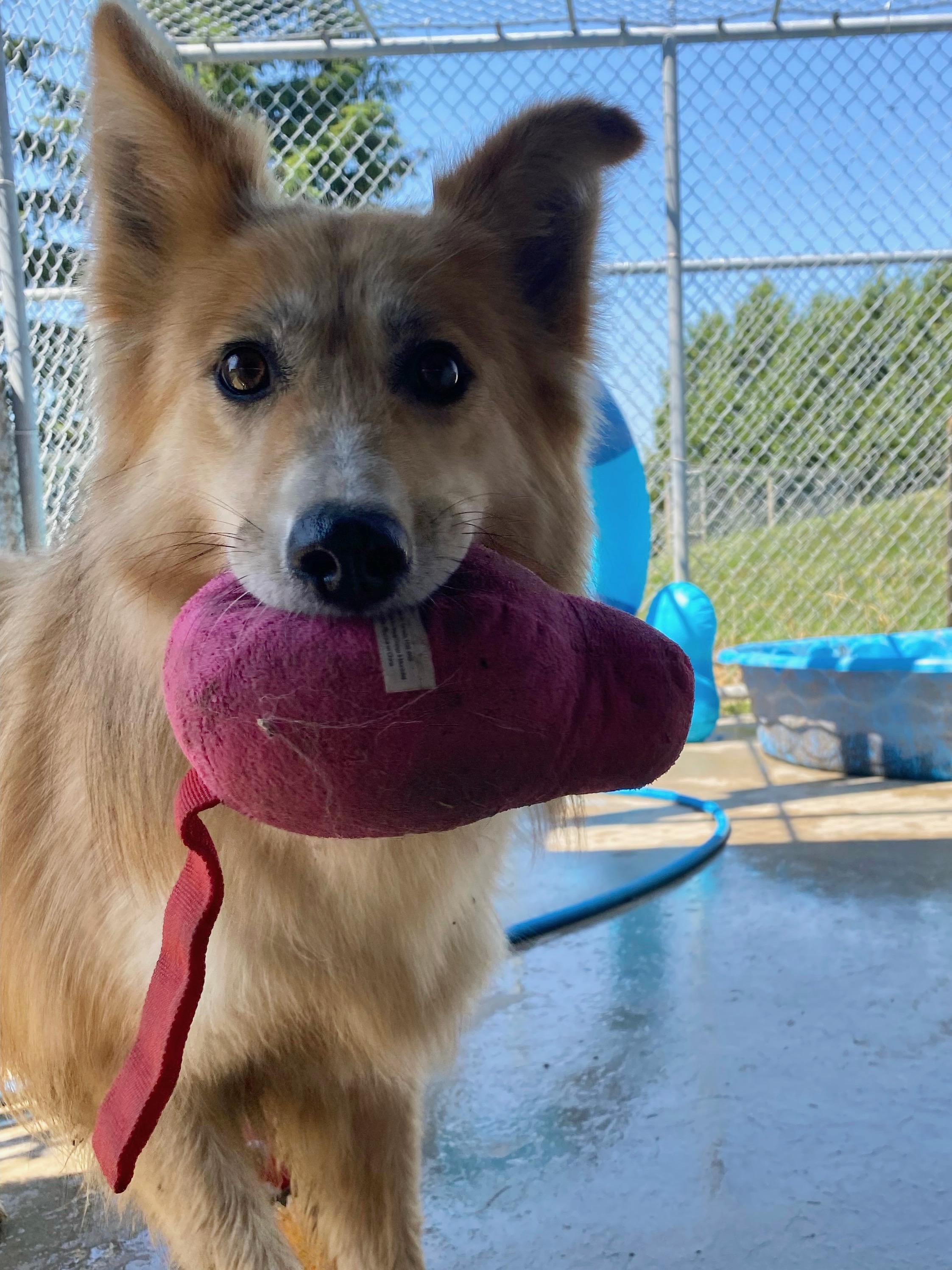 Enlarge Foxy, a Adoptable mixed breed in Appin, ON image 2/6