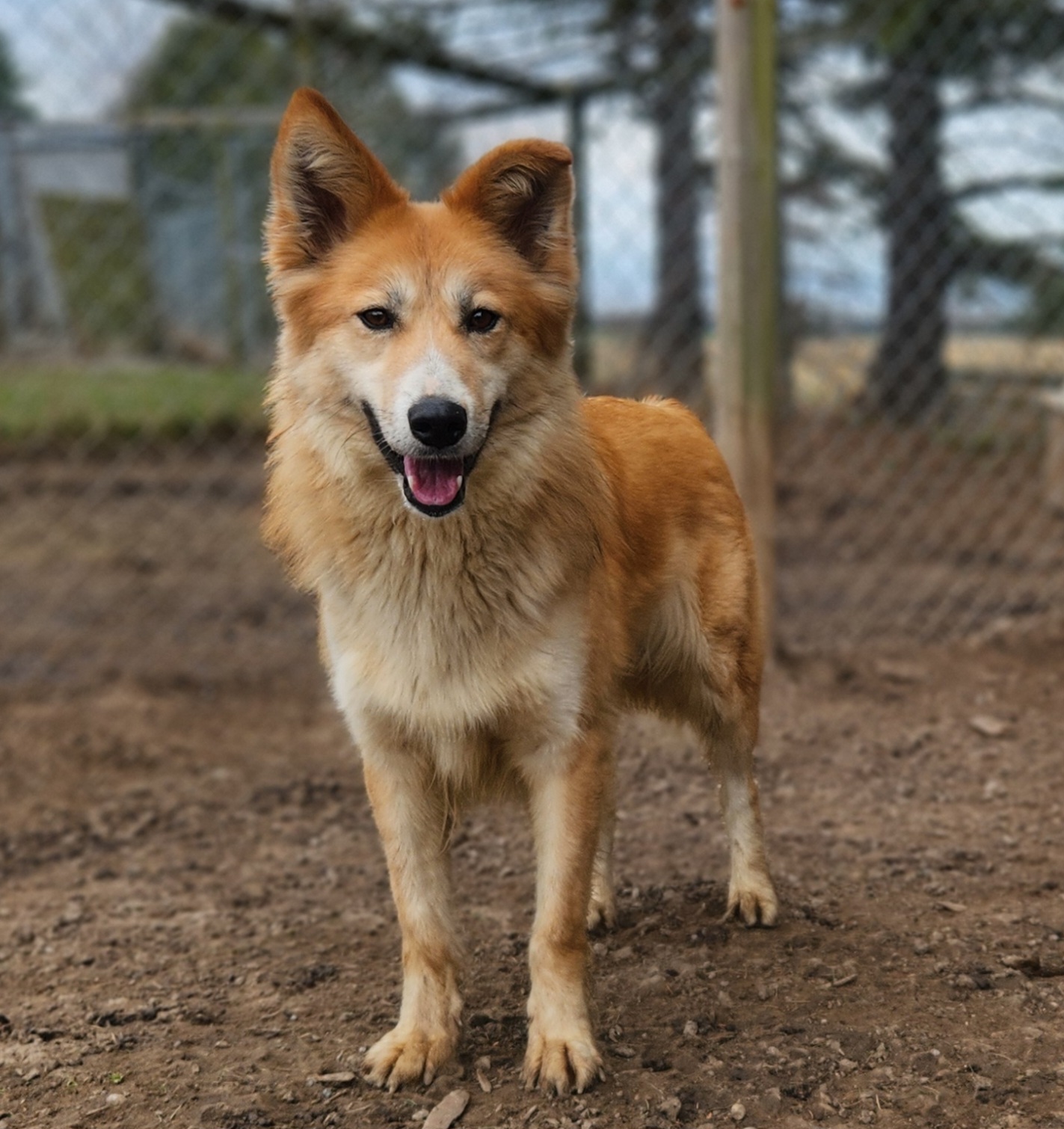 Enlarge Foxy, a Adoptable mixed breed in Appin, ON image 4/6