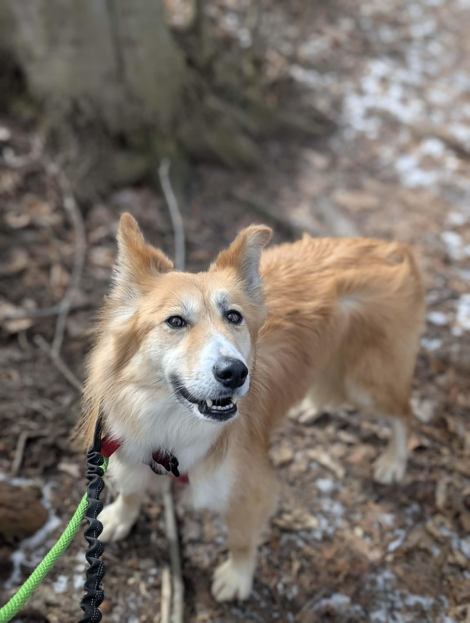 Enlarge Foxy, a Adoptable mixed breed in Appin, ON image 3/6