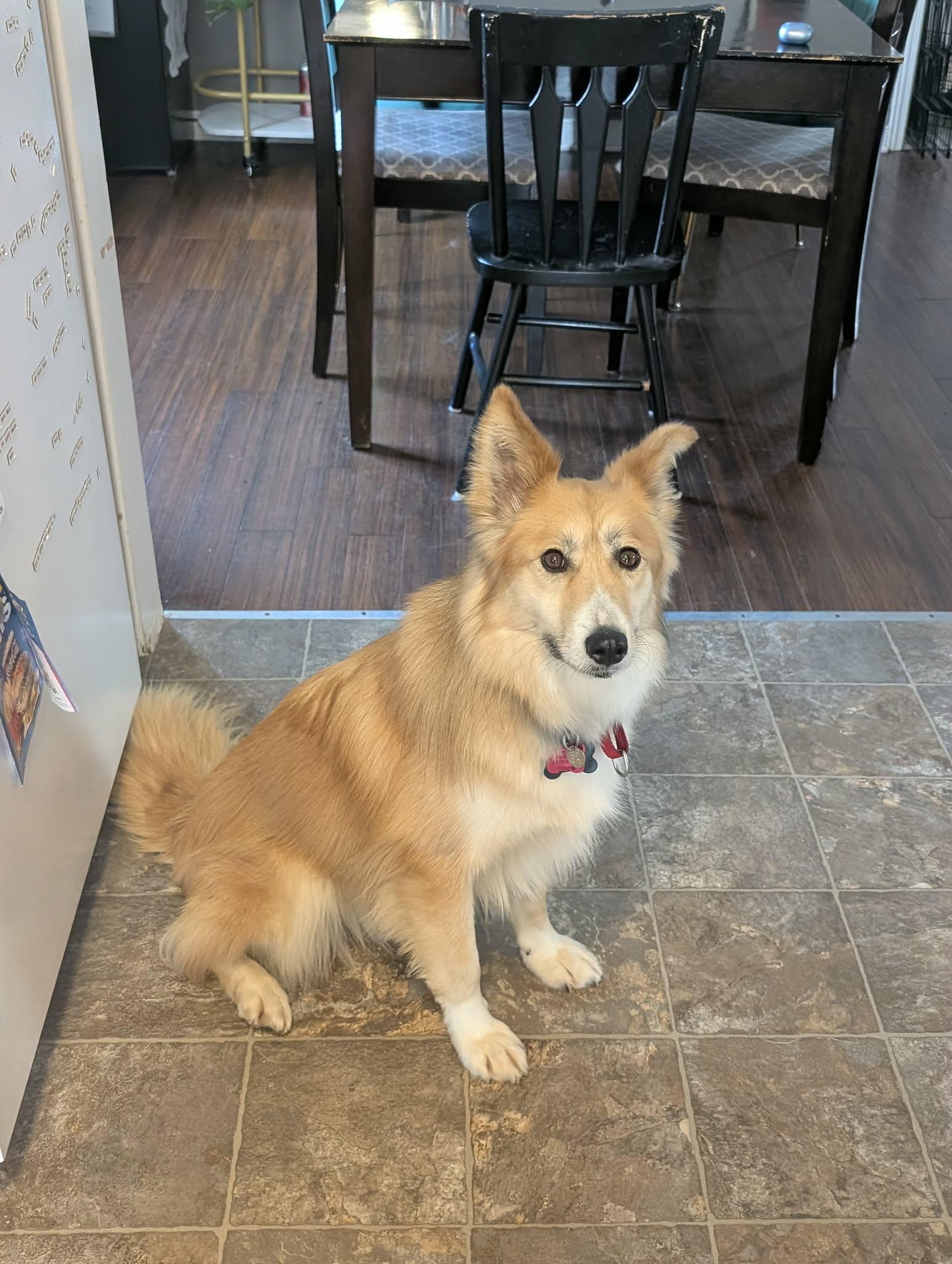 Enlarge Foxy, a Adoptable mixed breed in Appin, ON image 6/6