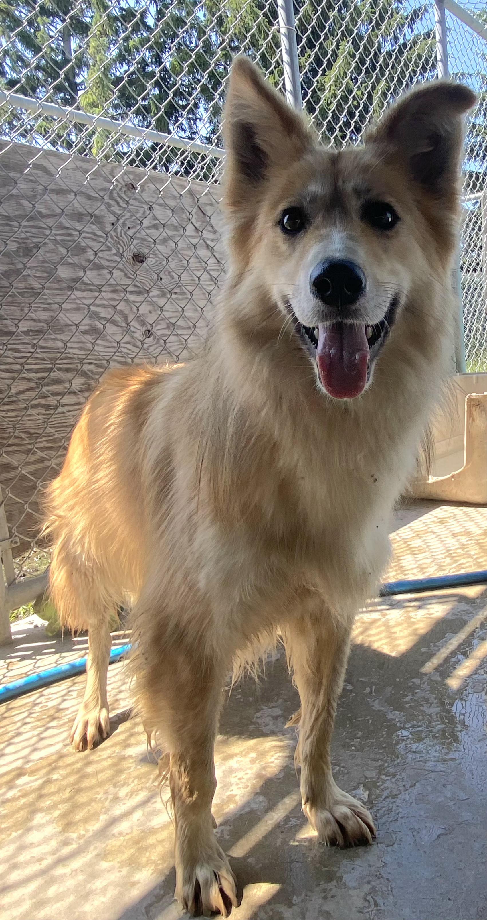 Enlarge Foxy, a Adoptable mixed breed in Appin, ON image 5/6