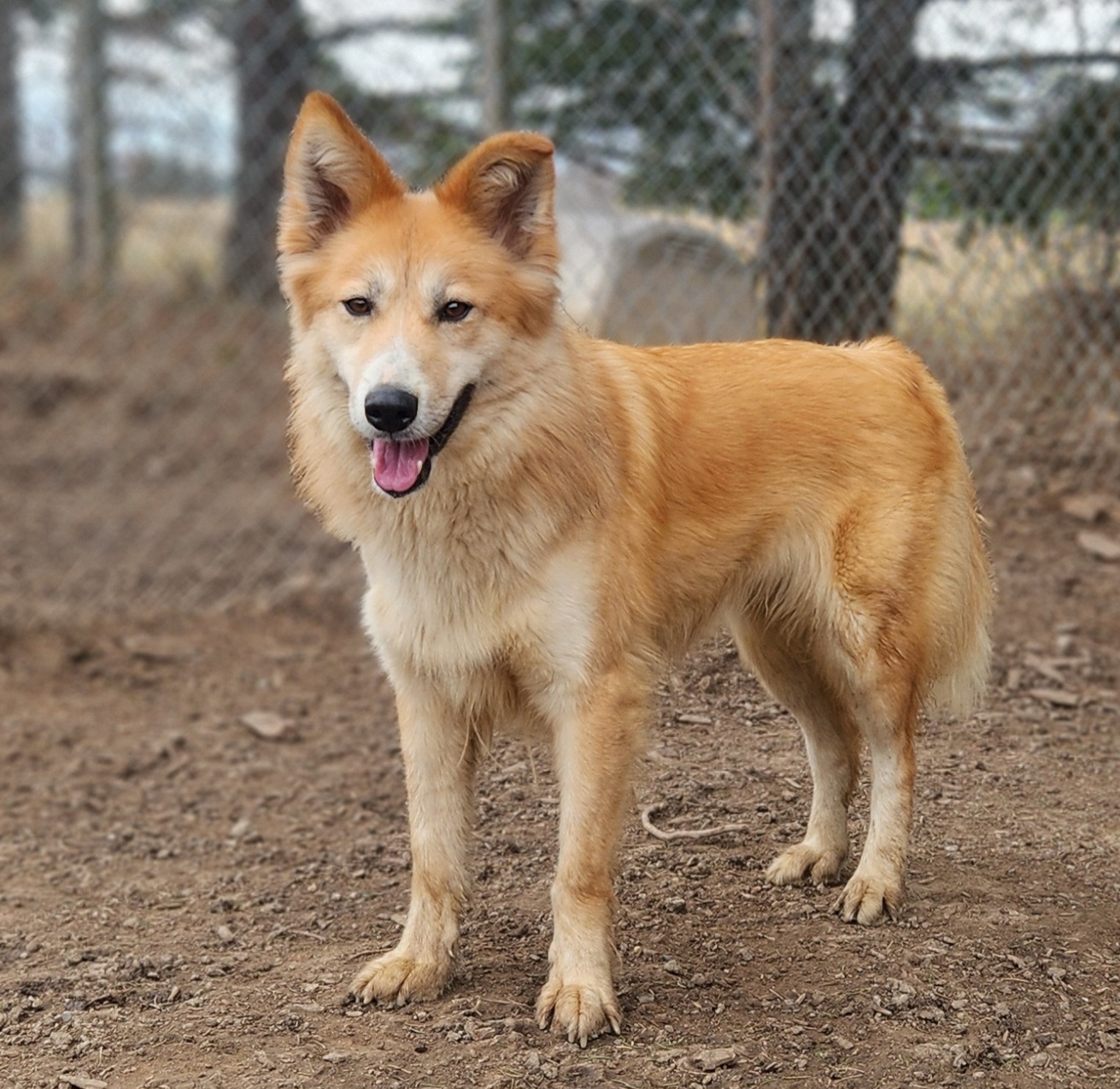 Enlarge Foxy, a Adoptable mixed breed in Appin, ON image 6/6