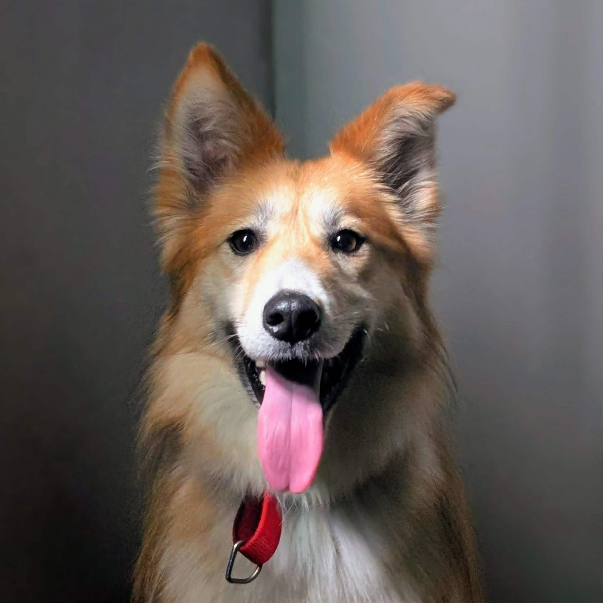 Foxy, Adoptable, Adult Female Icelandic Sheepdog & Husky.