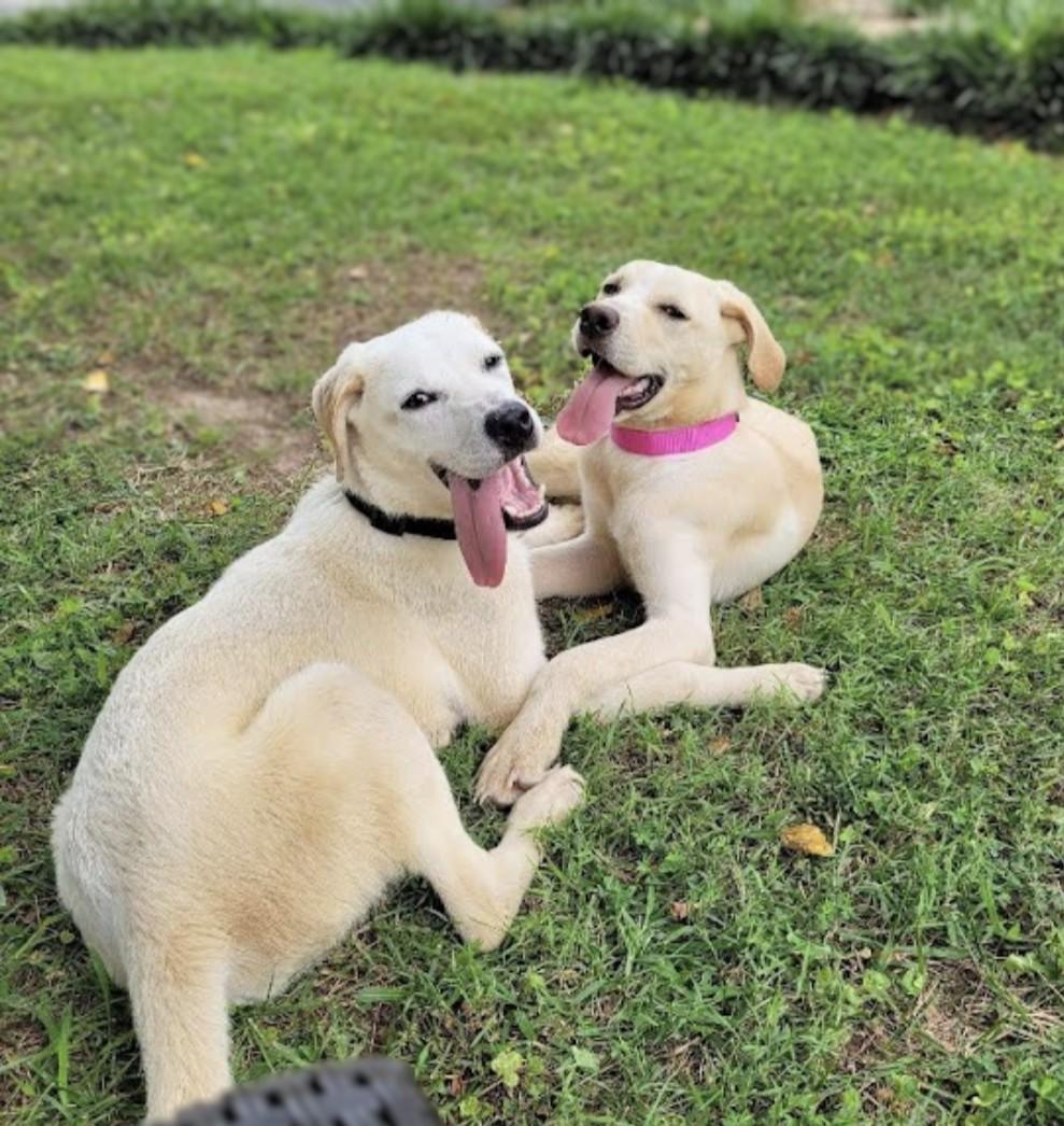 Jill & Jack - NEED HOME ASAP!!!, Young Female unknown