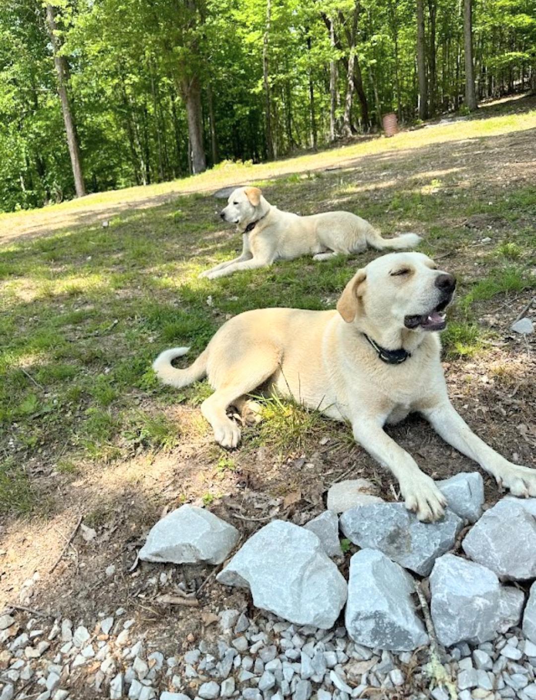 Jill & Jack - NEED HOME ASAP!!! photo 4