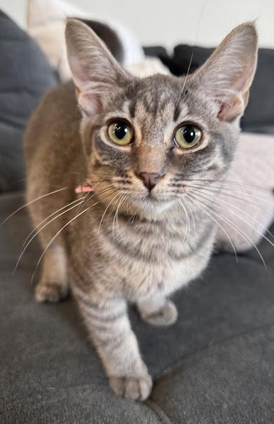 Isotope, Adoptable, Adult Female Domestic Short Hair.