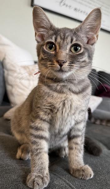 Enlarge Isotope, a Adoptable Domestic Short Hair in Hillsboro, OR image 3/6