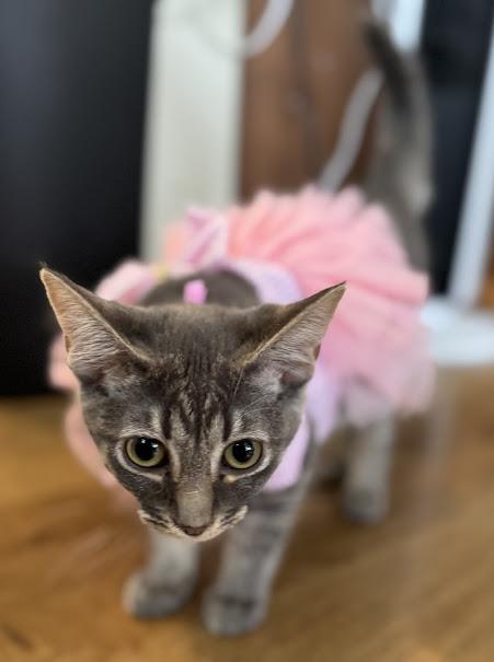 Enlarge Isotope, a Adoptable Domestic Short Hair in Hillsboro, OR image 4/6