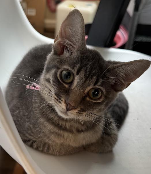 Enlarge Isotope, a Adoptable Domestic Short Hair in Hillsboro, OR image 5/6