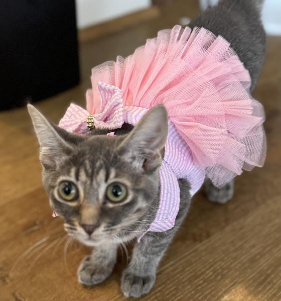 Enlarge Isotope, a Adoptable Domestic Short Hair in Hillsboro, OR image 1/6