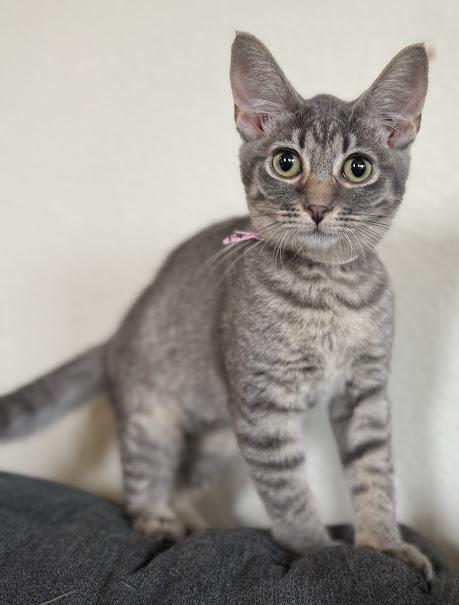 Isotope, Adoptable, Kitten Female Domestic Short Hair.