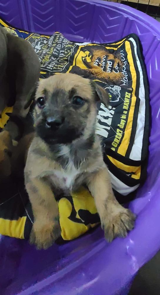 Hera, Adoptable, Puppy Female Pit Bull Terrier & Shih Tzu.