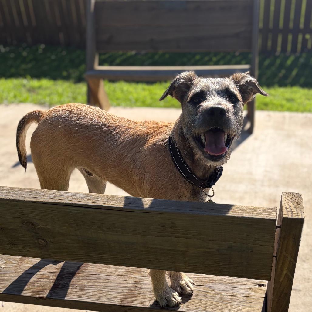 Shuler, a Adoptable mixed breed in Greensboro, GA image 2/6