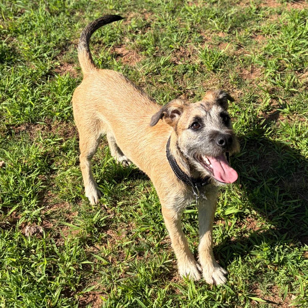 Shuler, a Adoptable mixed breed in Greensboro, GA image 3/6