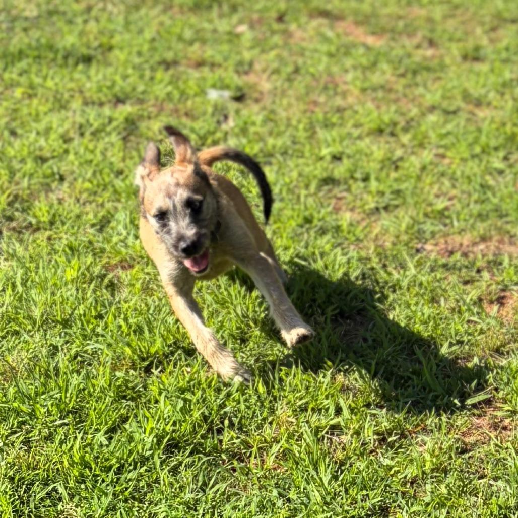 Shuler, a Adoptable mixed breed in Greensboro, GA image 4/6