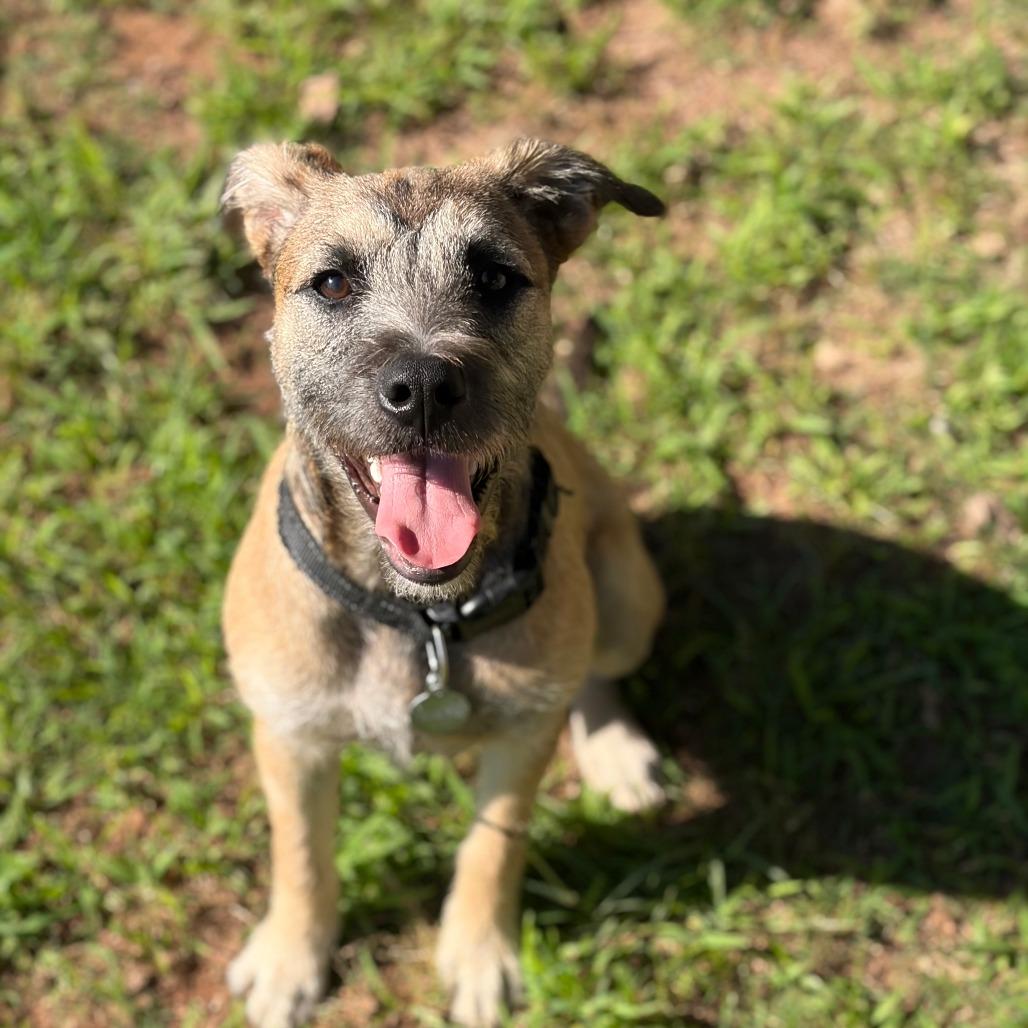 Shuler, Adoptable, Young Male Border Terrier & Mixed Breed.