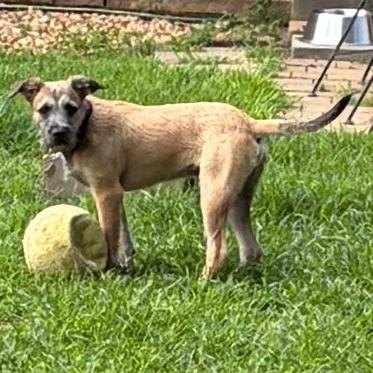 Shuler, a Adoptable mixed breed in Greensboro, GA image 5/6