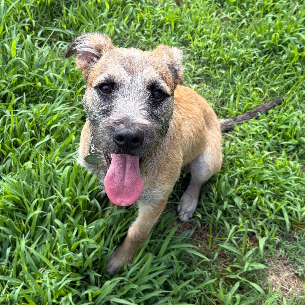 Shuler, a Adoptable mixed breed in Greensboro, GA image 6/6