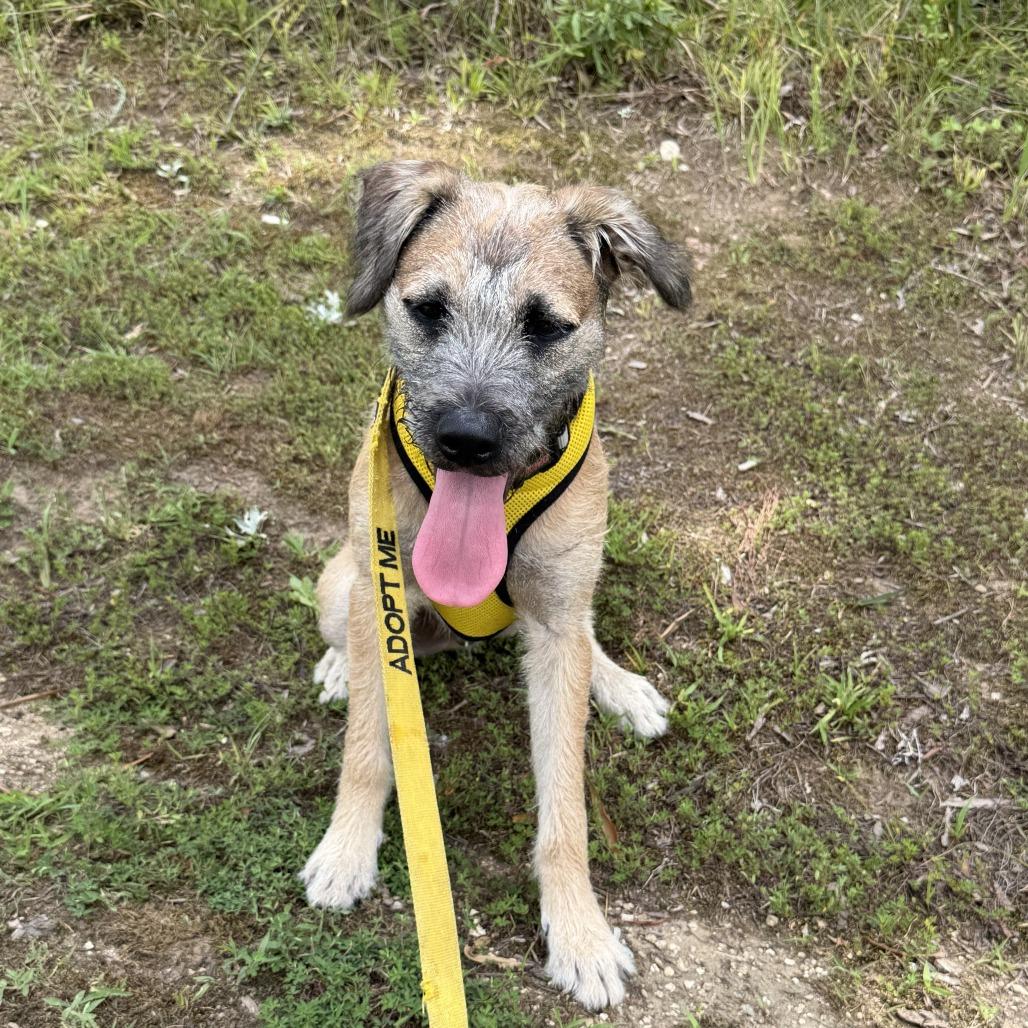 Shuler, a Adoptable mixed breed in Greensboro, GA image 2/6