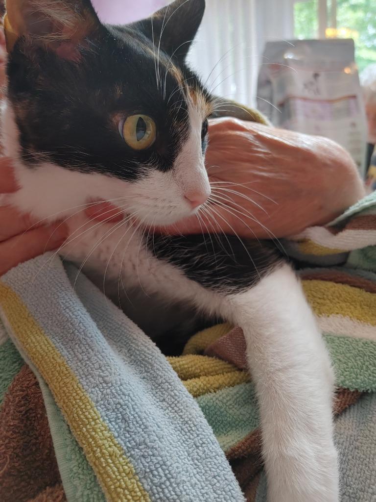 Spumommi, Adoptable, Young Female Domestic Short Hair.