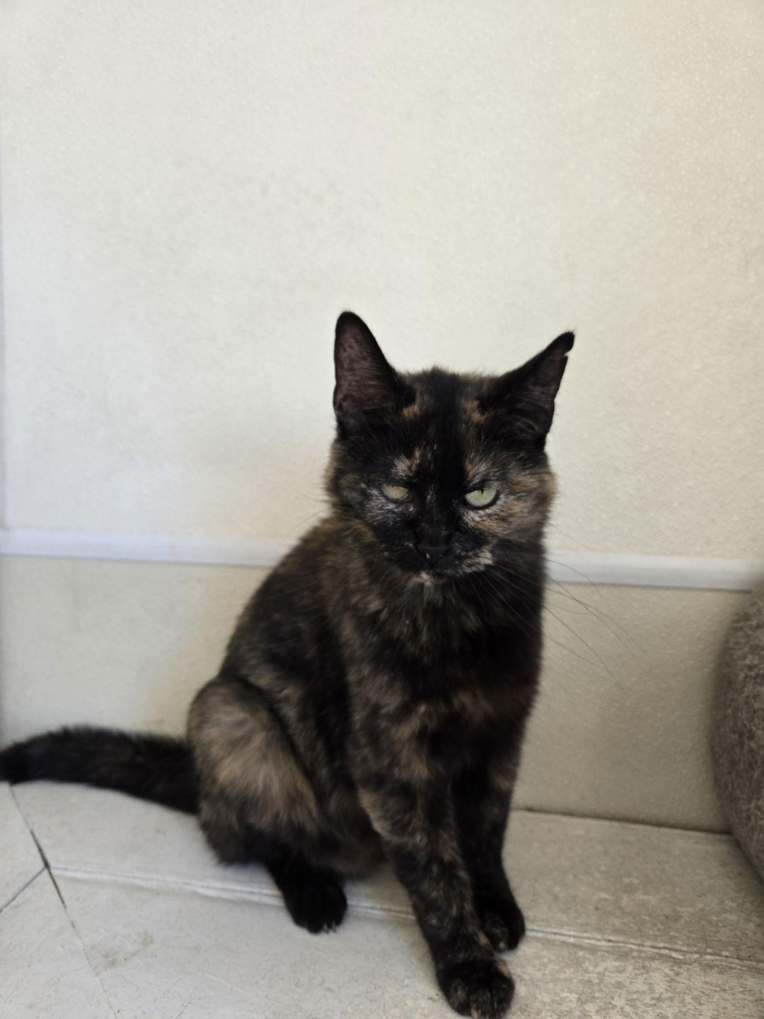 Ava, Adoptable, Senior Female Tortoiseshell.