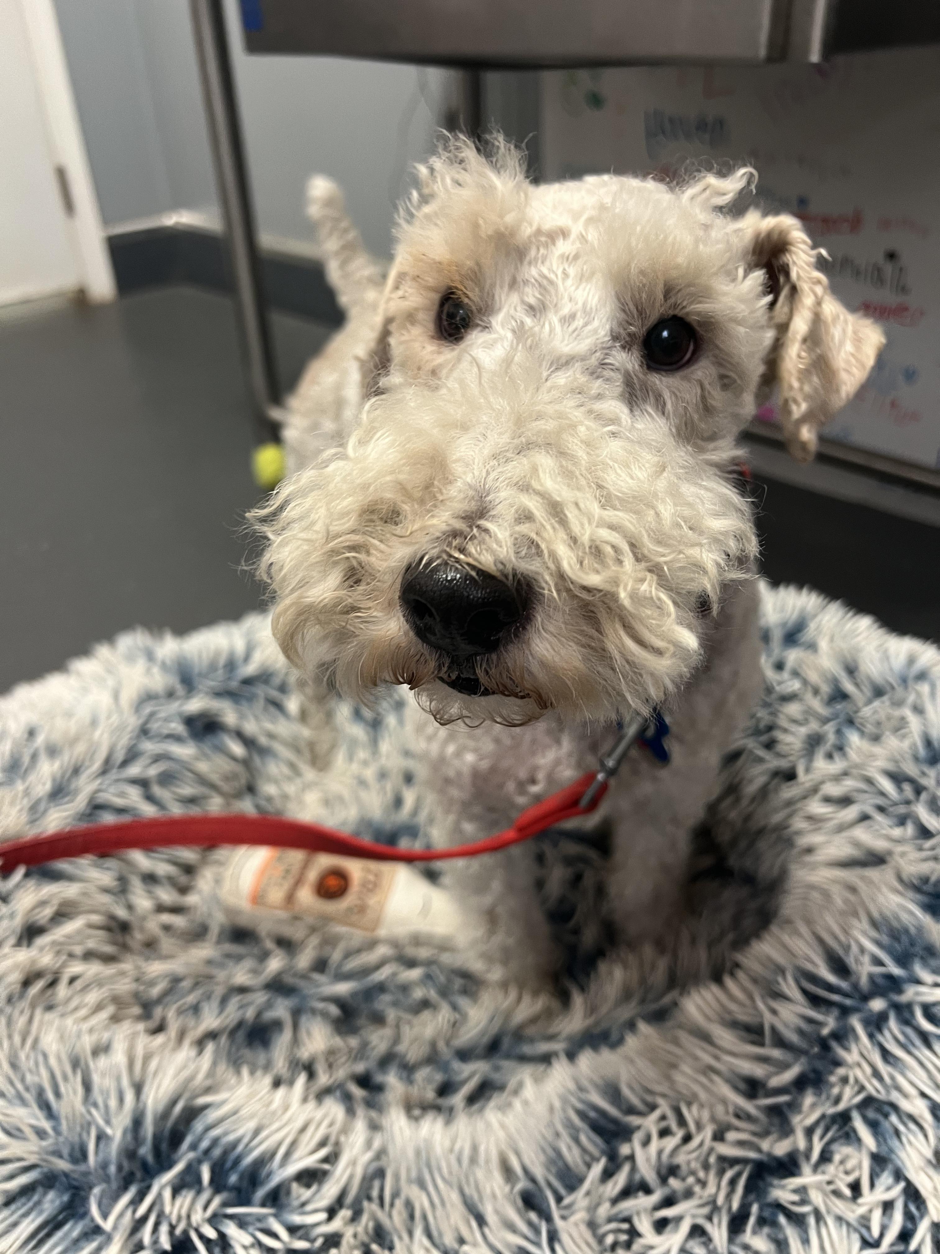 Otis, a Adopted Wire Fox Terrier in Ona, WV image 4/4