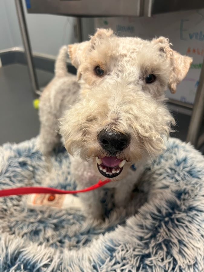 Otis, a Adopted Wire Fox Terrier in Ona, WV image 1/4