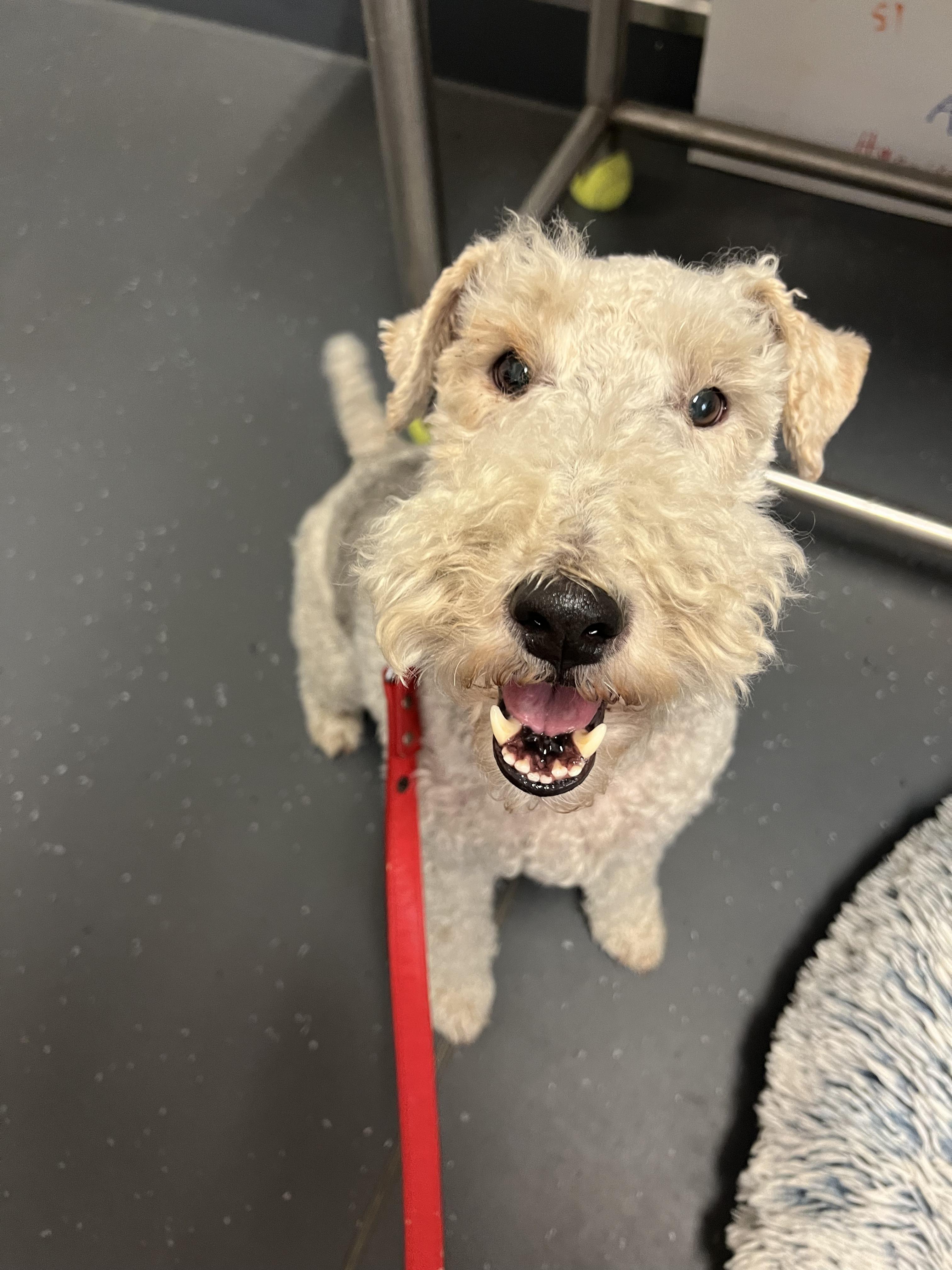 Otis, a Adopted Wire Fox Terrier in Ona, WV image 3/4