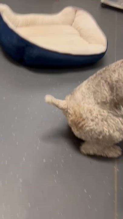 Enlarge Otis, a Adopted Wire Fox Terrier in Ona, WV video 2/4