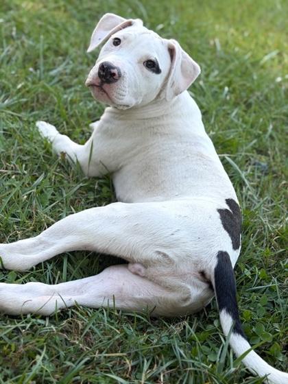 Eight Ball, a Adoptable mixed breed in Malvern, PA image 1/3