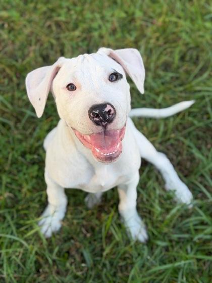 Eight Ball, a Adoptable mixed breed in Malvern, PA image 2/3