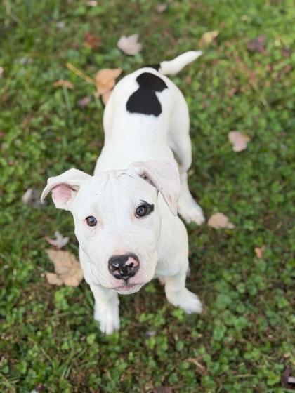 Eight Ball, a Adoptable mixed breed in Malvern, PA image 3/3