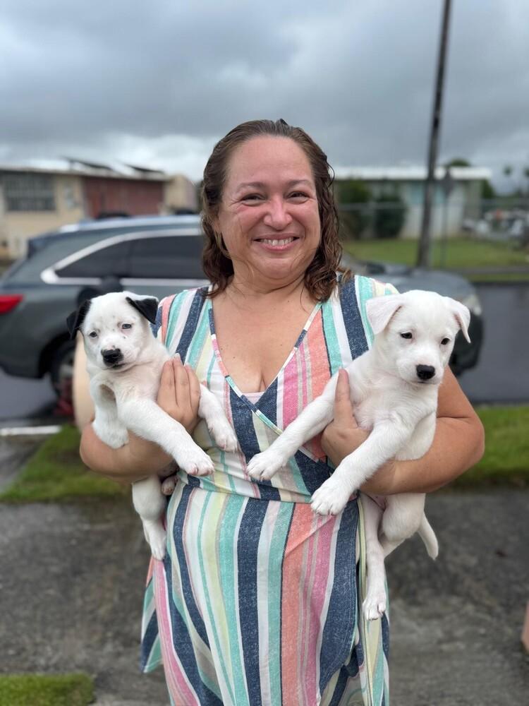 Enlarge Snoopy, a Adoptable mixed breed in North Reading, MA image 1/6