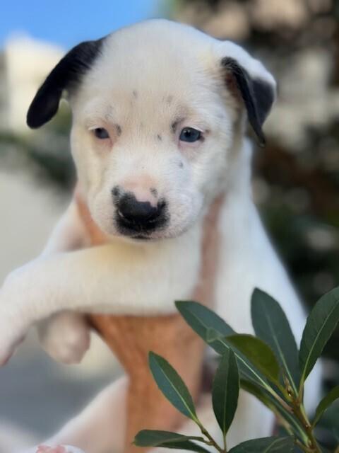 Enlarge Snoopy, a Adoptable mixed breed in North Reading, MA image 2/6