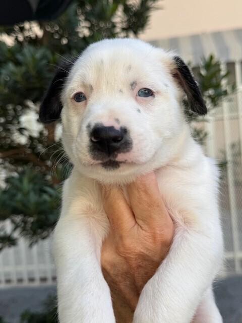 Enlarge Snoopy, a Adoptable mixed breed in North Reading, MA image 3/6
