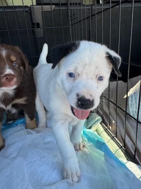 Enlarge Snoopy, a Adoptable mixed breed in North Reading, MA image 4/6