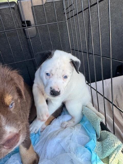 Enlarge Snoopy, a Adoptable mixed breed in North Reading, MA image 5/6