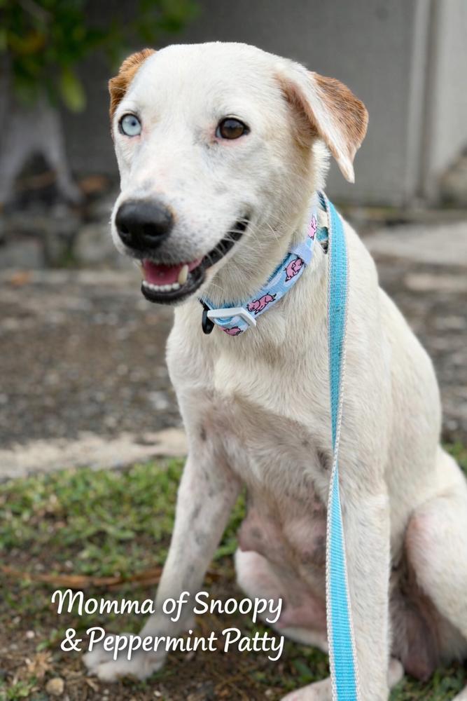 Enlarge Snoopy, a Adoptable mixed breed in North Reading, MA image 6/6