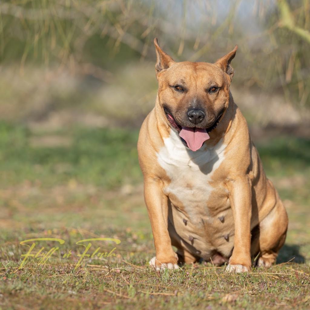 Burrito — thumbnail 2