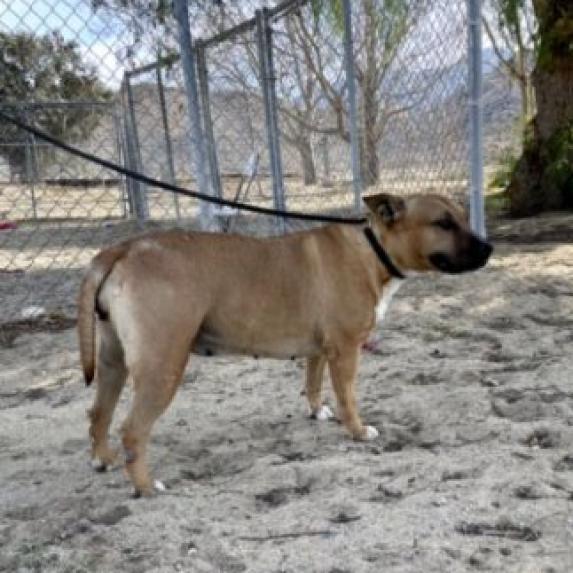 Burrito — thumbnail 4