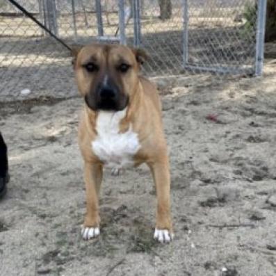 Burrito — thumbnail 5