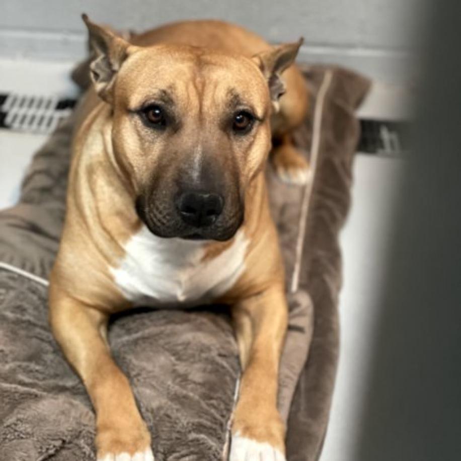 Burrito — thumbnail 6