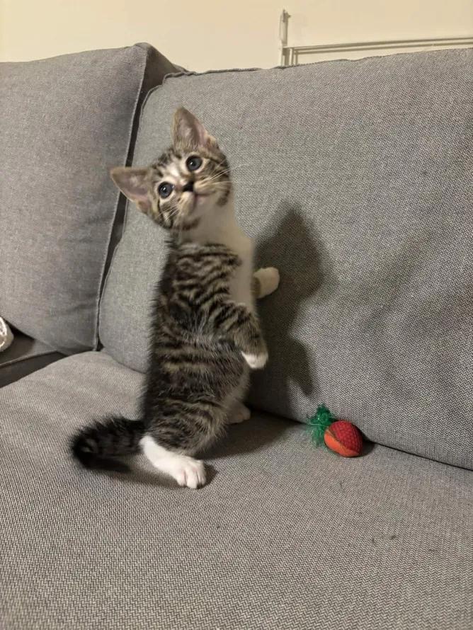 Mozart, an adopted Domestic Short Hair in Weehawken, NJ image 3/6